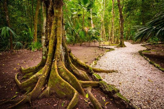 Fototapeta Landscape view old jungle tree roots and pathway