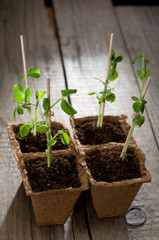 Young peas seedlings