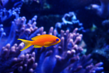coral fish - Pseudanthias squamipinnis