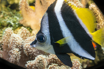  coral fish (Heniochus acuminatus)