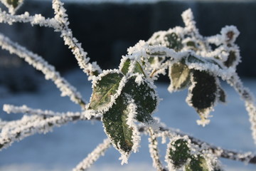 blätter, frost, winter, zweig