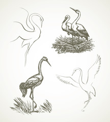 Stork. Vector drawing