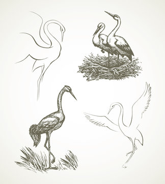 Stork. Vector drawing