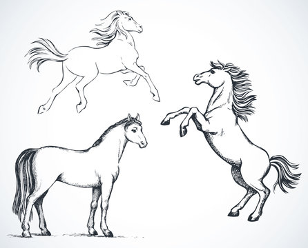 Horses. Vector drawing