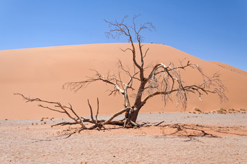 Red dune in Sossusvlei left the road, Namibia