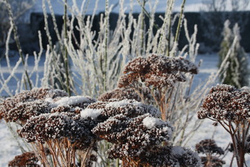 blumen, frost, eis, gefroren, weiß, sedum