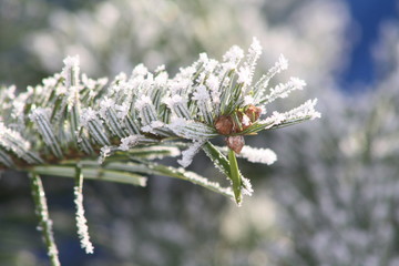 tannenzweig, frost, winter, frieren