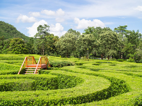 Maze Garden