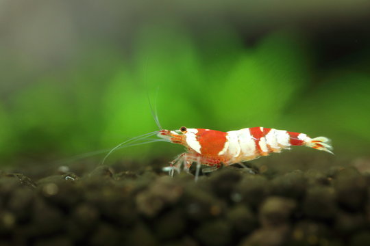 redbee shrimp