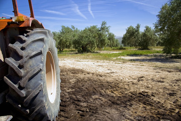  Tractor in the collection of olives in fields of Andalucia