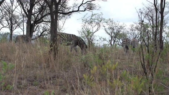 Group zebras in the bush in Kruger National Park South Africa