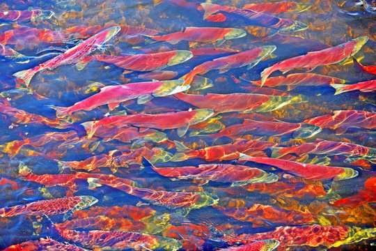 School of Sockeye Salmon migrating to spawning river.