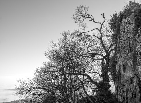 Fototapeta Trees on top of the mountain.