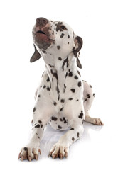 young female dalmatian barking