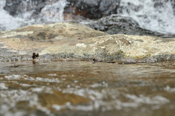 River with rocks and running water
