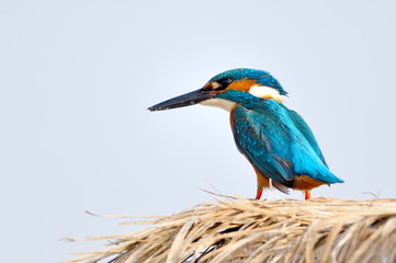 kingfisher (alcedo atthis) in natural habitat