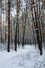 Landscape of winter coniferous forest with snow and sun