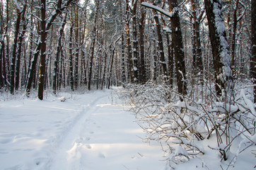 Landscape of winter coniferous forest with snow and sun