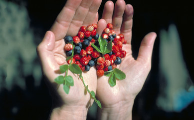 Waldbeeren