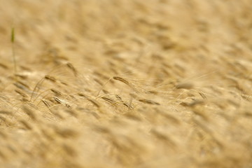 golden cereal field closeup