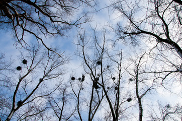 View of the treetops in the sky