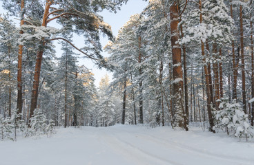 Winter park covered with snow in a  sunset light