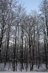 Foto auf Leinwand Wald im Winter © Claudia Evans 