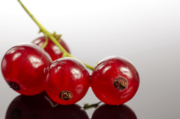 Branch of red currants