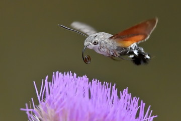 Naklejka premium hummingbird hawk-moth hovering over a flower (Macroglossum stell