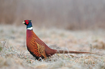 Wild pheasant