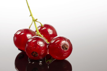 Branch of red currants