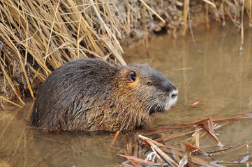 Nutria