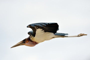Marabou stork flying © bereta