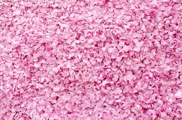 Photo sur Aluminium Fleurs cherry blossom carpet