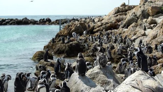Penguin colony close to the water at Stony Point South Africa
