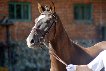 Obraz premium Horse stallion on the show, profile