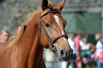 Horse mare on the show, profile