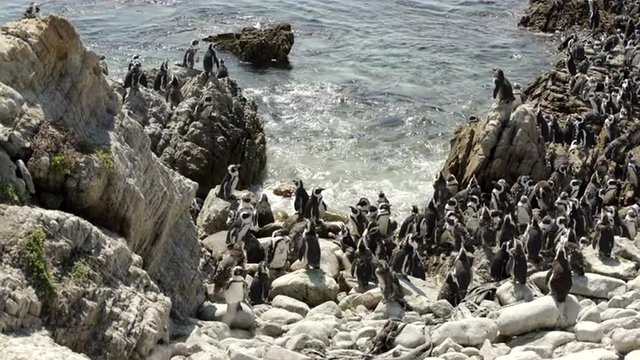 Big penguin colony at the rocks in Stony Point South Africa