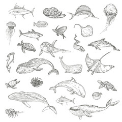 The pattern of marine animals.