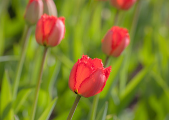 tulips close up