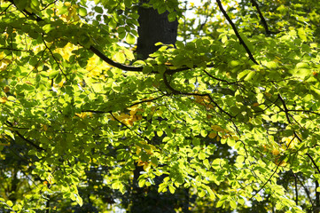 Shine throught leaves of tree