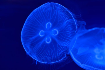 underwater image of moon jellyfishes in the water