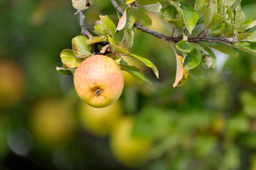 apples on branch