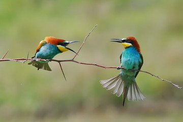 european bee-eater (Merops Apiaster) in natural habitat