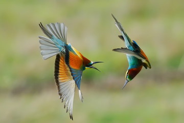 european bee-eater (Merops Apiaster) outdoor
