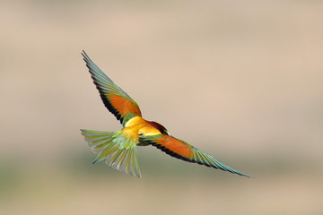 european bee-eater (Merops Apiaster) outdoor