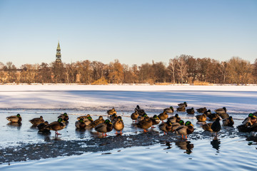 Winter Schwanenteich Zwickau mit Enten