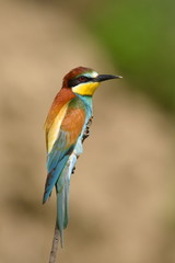 european bee-eater (Merops Apiaster) outdoor