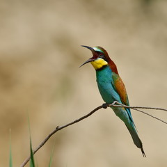 european bee-eater (Merops Apiaster) in natural habitat