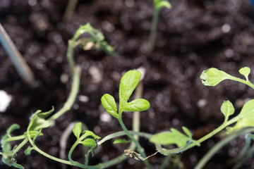 Green sprout breaks through the ground